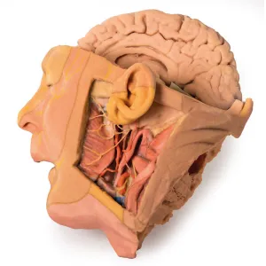 3D Printed Head and Neck Replica