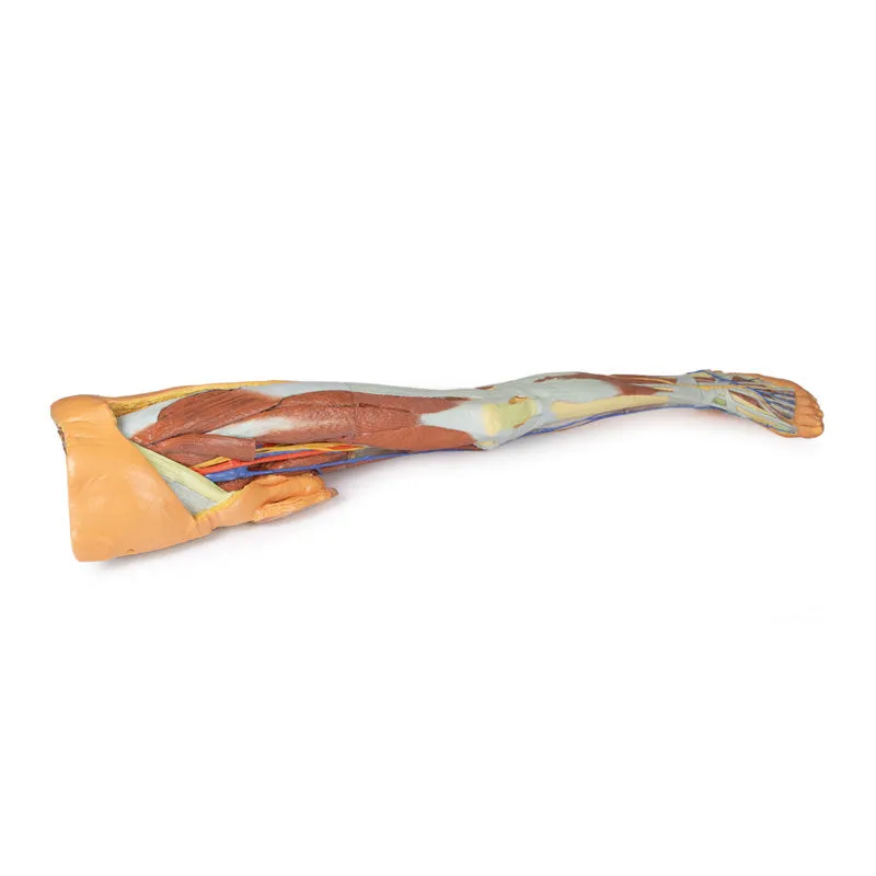 3D Printed Lower Limb - Superficial Dissection with Male Left Pelvis