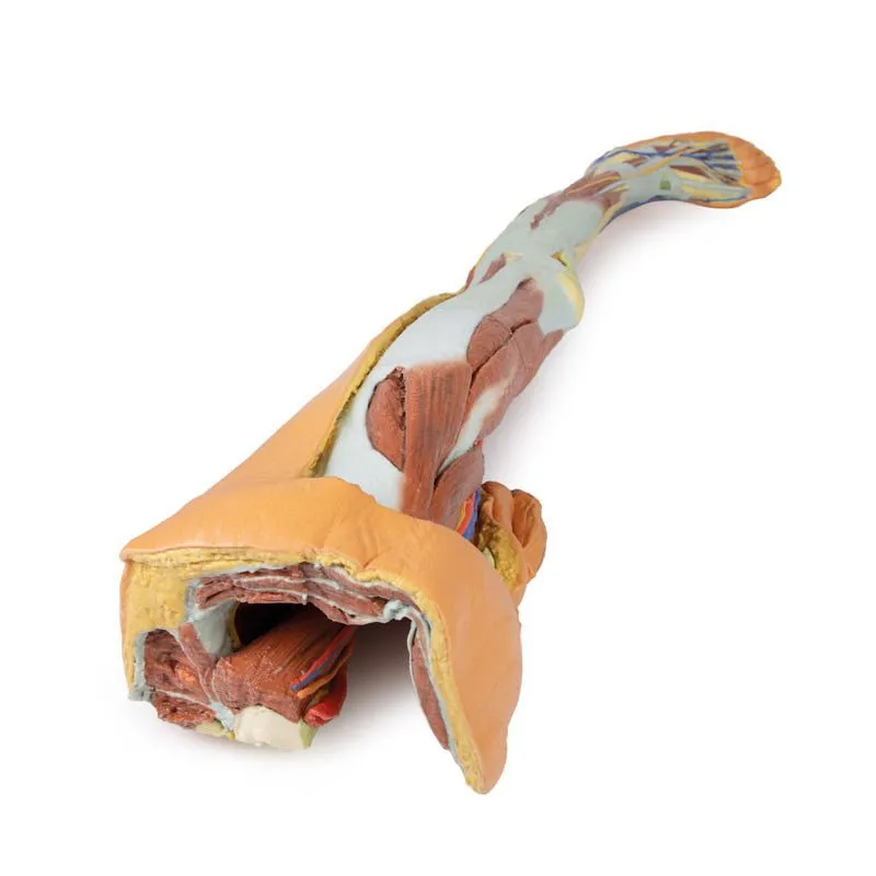 3D Printed Lower Limb - Superficial Dissection with Male Left Pelvis