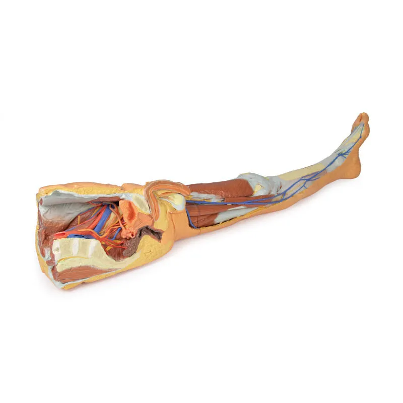 3D Printed Lower Limb - Superficial Dissection with Male Left Pelvis