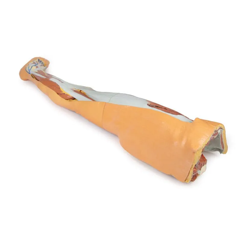 3D Printed Lower Limb - Superficial Dissection with Male Left Pelvis