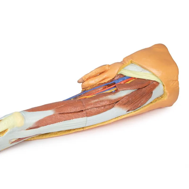 3D Printed Lower Limb - Superficial Dissection with Male Left Pelvis