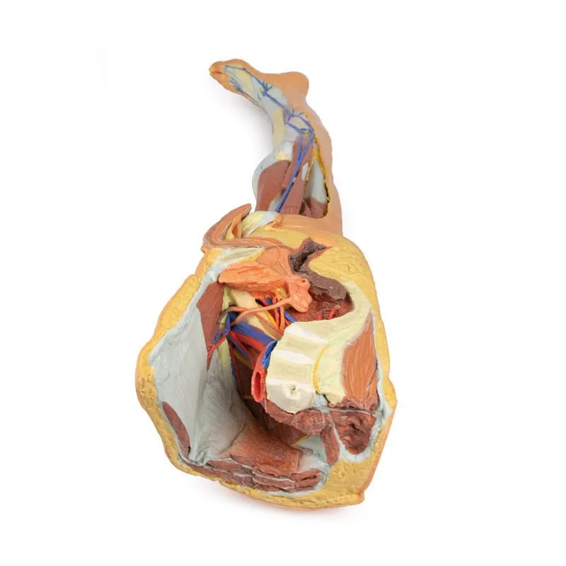 3D Printed Lower Limb - Superficial Dissection with Male Left Pelvis