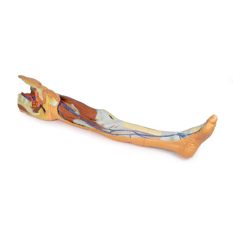 3D Printed Lower Limb - Superficial Dissection with Male Left Pelvis