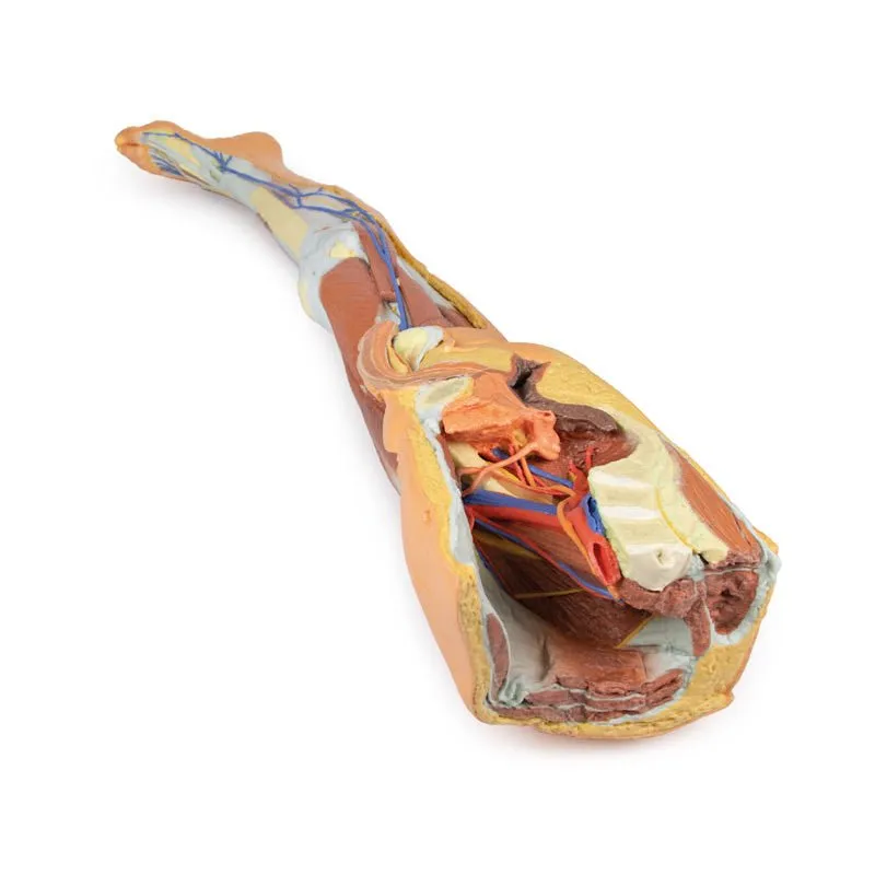 3D Printed Lower Limb - Superficial Dissection with Male Left Pelvis