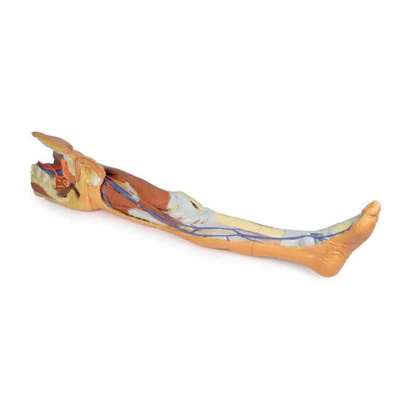 3D Printed Lower Limb - Superficial Dissection with Male Left Pelvis