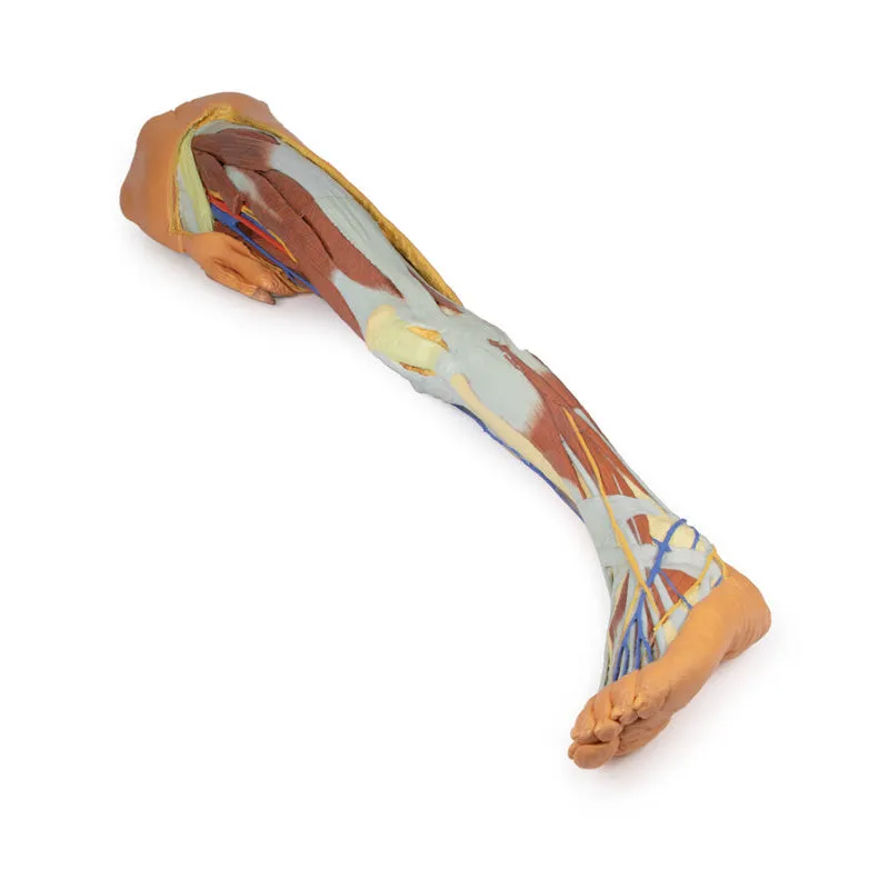 3D Printed Lower Limb - Superficial Dissection with Male Left Pelvis
