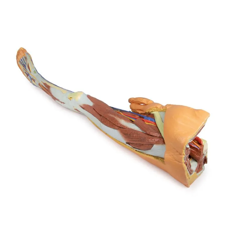 3D Printed Lower Limb - Superficial Dissection with Male Left Pelvis