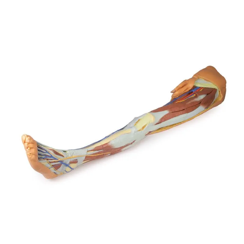 3D Printed Lower Limb - Superficial Dissection with Male Left Pelvis
