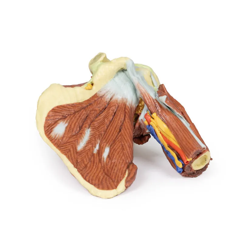 3D Printed Shoulder with deep dissection of the left shoulder