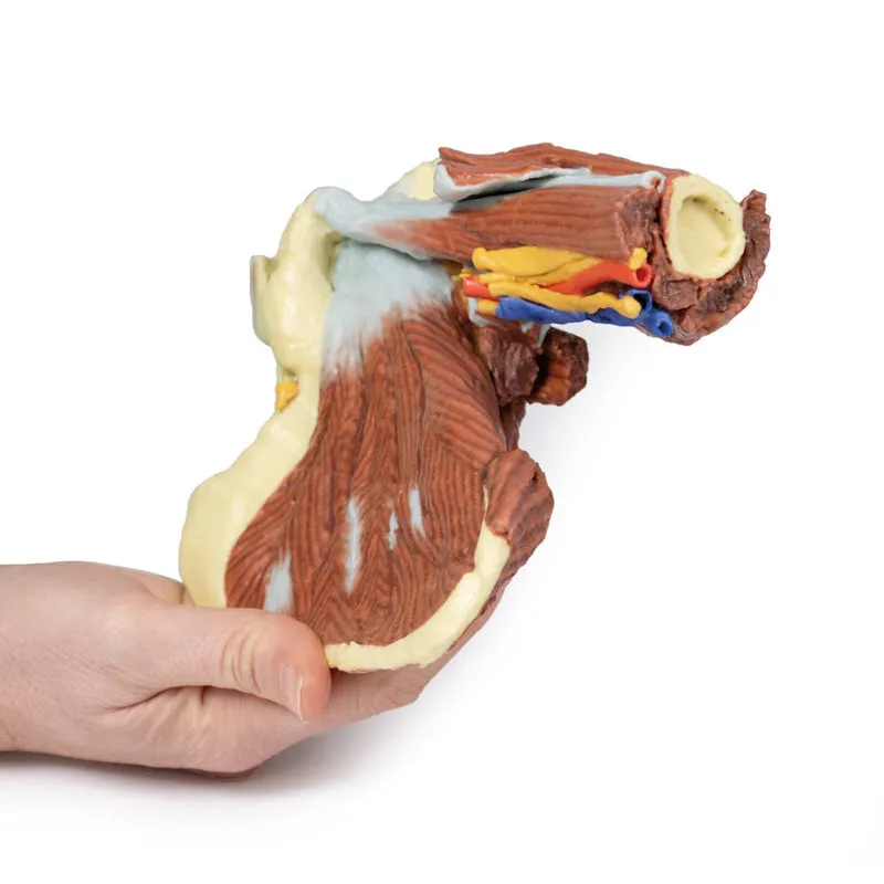 3D Printed Shoulder with deep dissection of the left shoulder