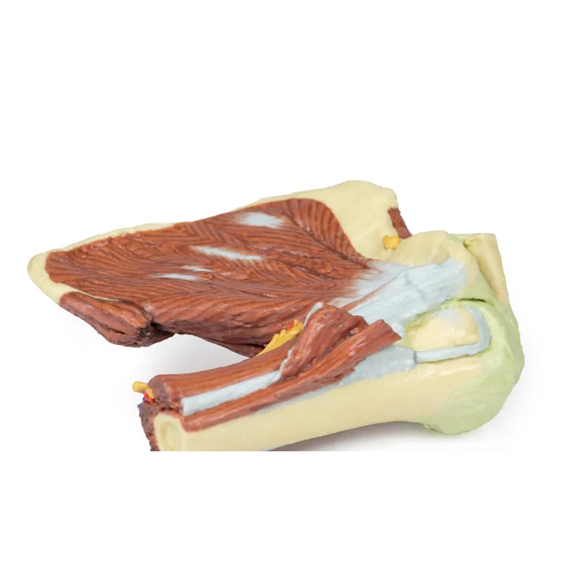 3D Printed Shoulder with deep dissection of the left shoulder