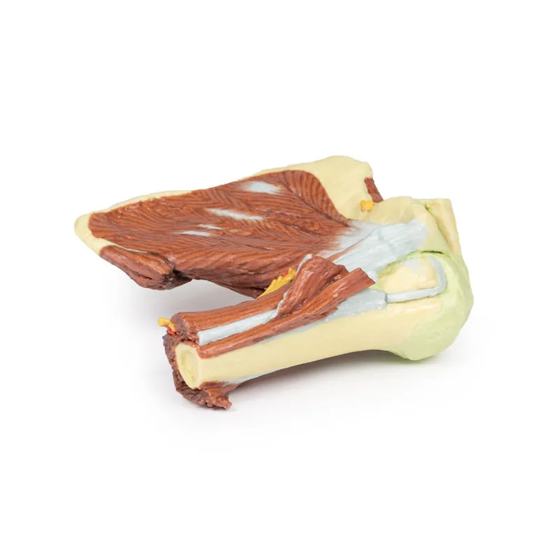 3D Printed Shoulder with deep dissection of the left shoulder