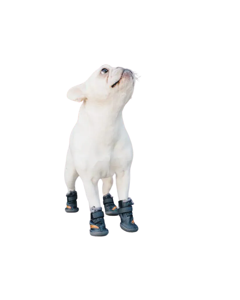 Beluga 544 Dog Shoes
