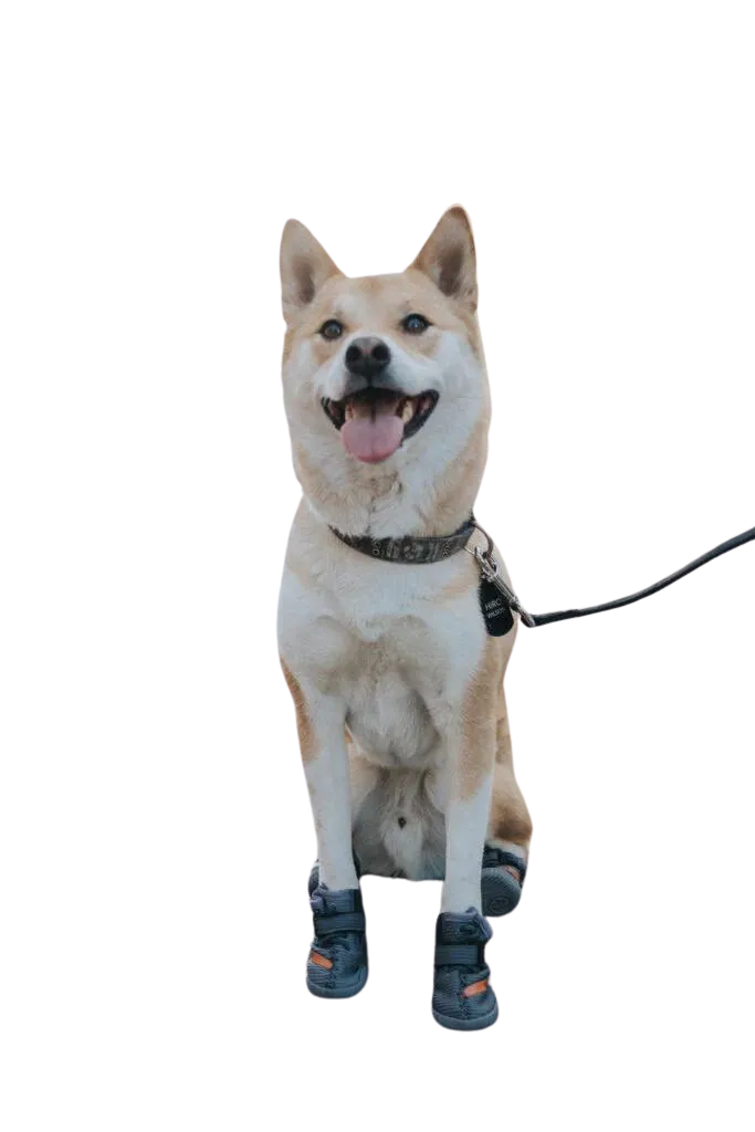 Beluga 544 Dog Shoes