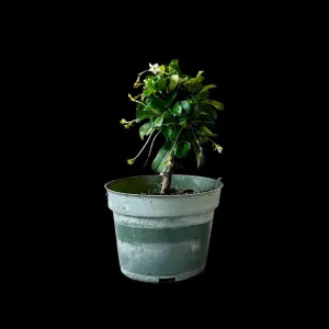 Bonsai Fukien Tea Starts 4 Inch Pot