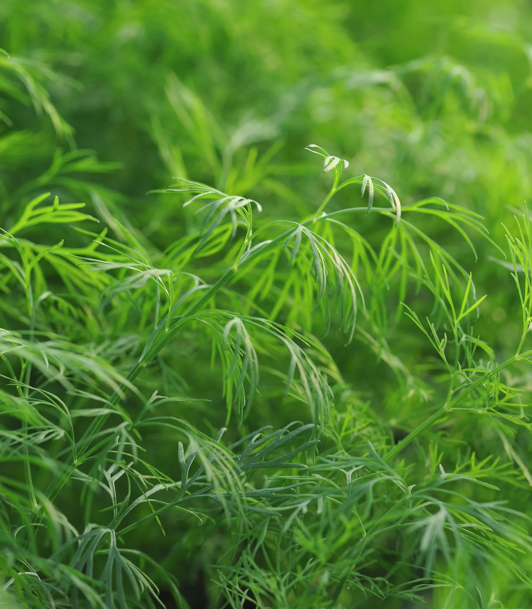 Dill - Dwarf Fernleaf